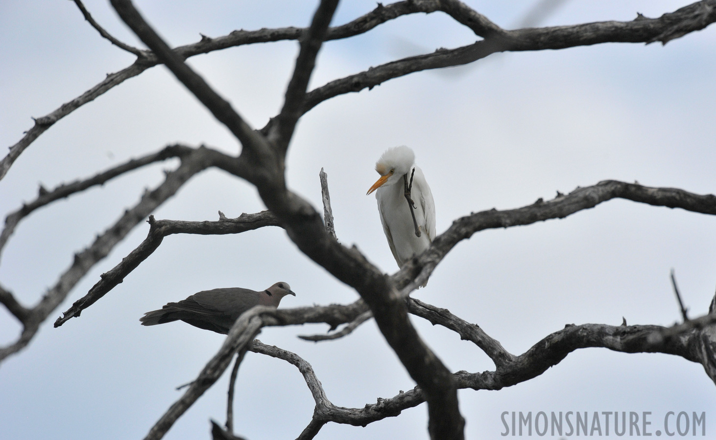 Bubulcus ibis [550 mm, 1/2500 sec at f / 8.0, ISO 1600]